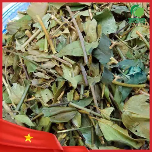 Lá chè vằng khô chất lượng cao từ Dược Liệu THAPHACO