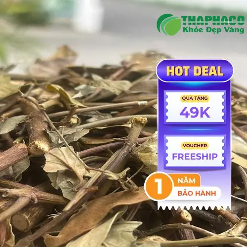 Chè vằng phơi khô, đóng gói đúng chuẩn tại THAPHACO