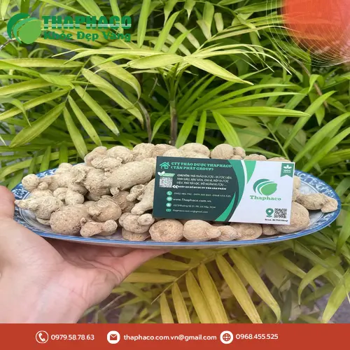 Củ tam thất nam THAPHACO được tuyển chọn kỹ lưỡng