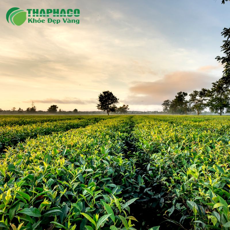 Thaphaco tự hào là địa chỉ tin cậy, cam kết mang đến những dược liệu sạch, nguyên chất và hiệu quả