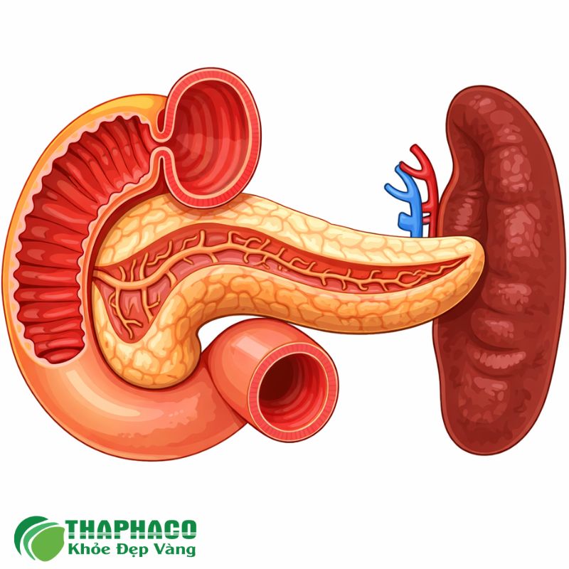 Lá lách to có thể gây cảm giác nặng tức, khó chịu hoặc đau âm ỉ ở vùng bụng trên bên trái