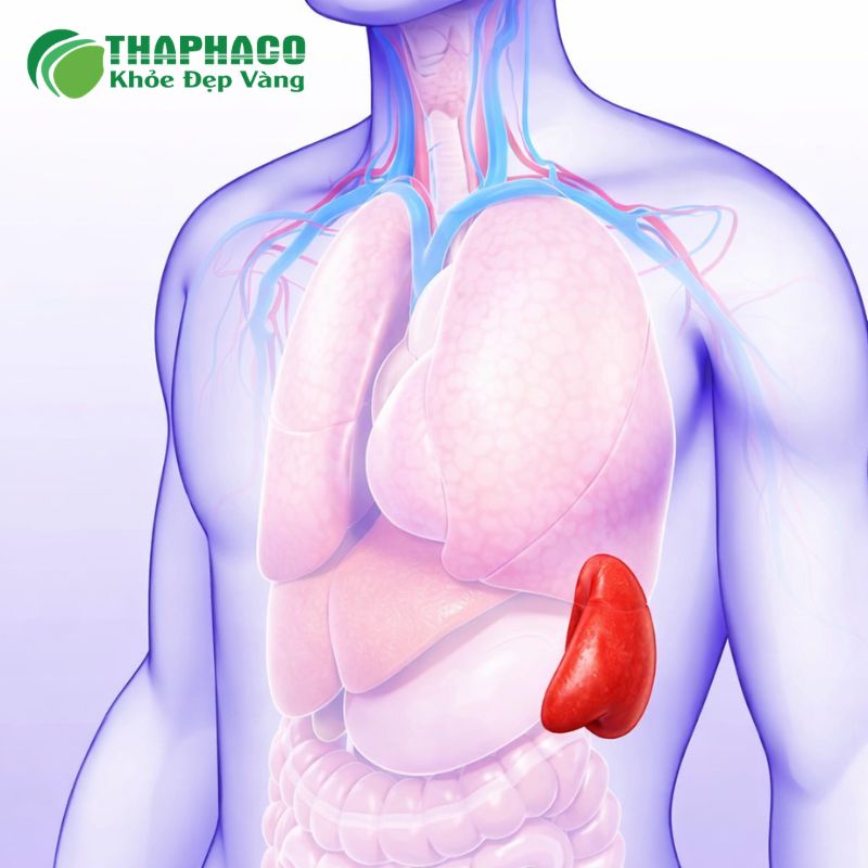 Hướng dẫn sử dụng dược liệu Thaphaco đúng cách và an toàn cho sức khoẻ lá lách 