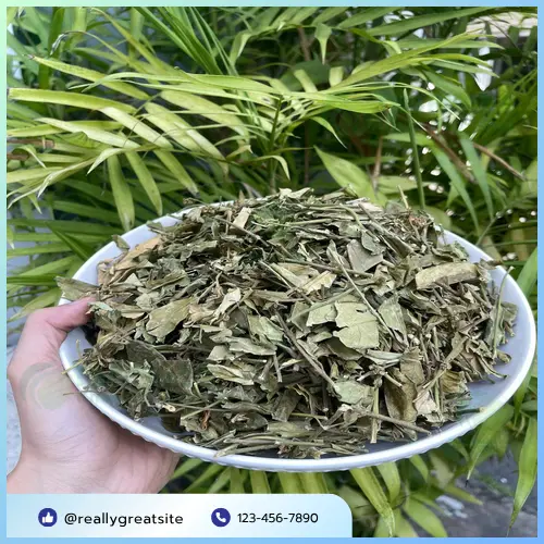 Dây thìa canh đã được phơi khô và thái lát