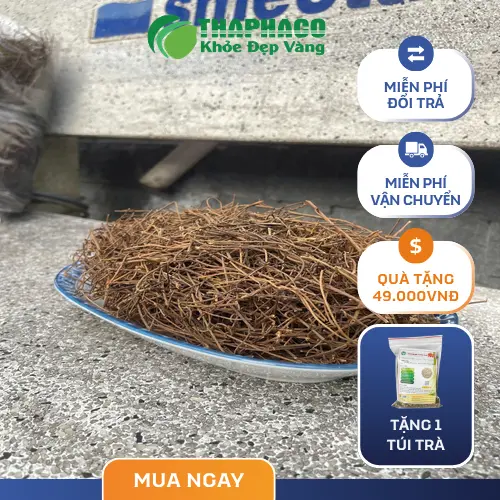 Quy trình sơ chế dây tơ hồng tại THAPHACO