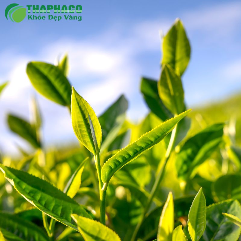 Thaphaco đồng hành cùng bạn chăm sóc sức khỏe toàn diện