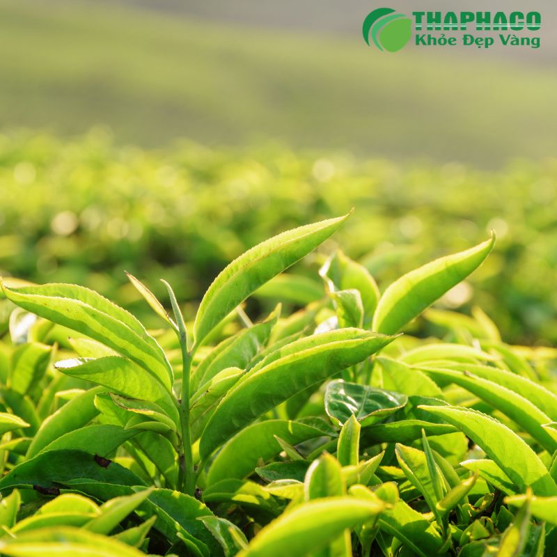 Dùng nước trà xanh nguội rửa hoặc đắp lên vùng da dị ứng