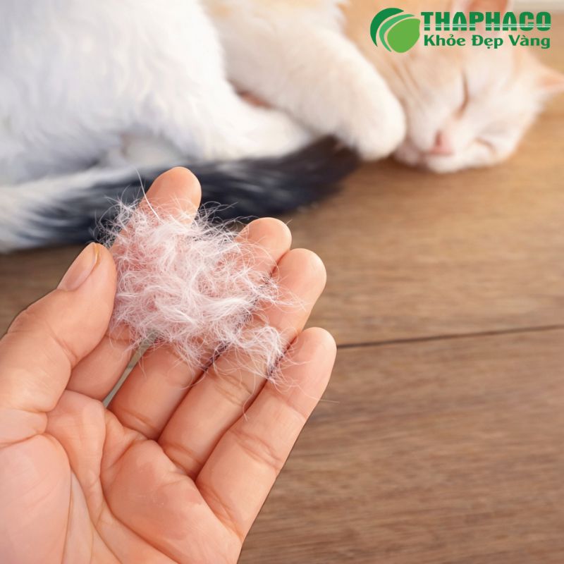 dị ứng lông động vật là gì