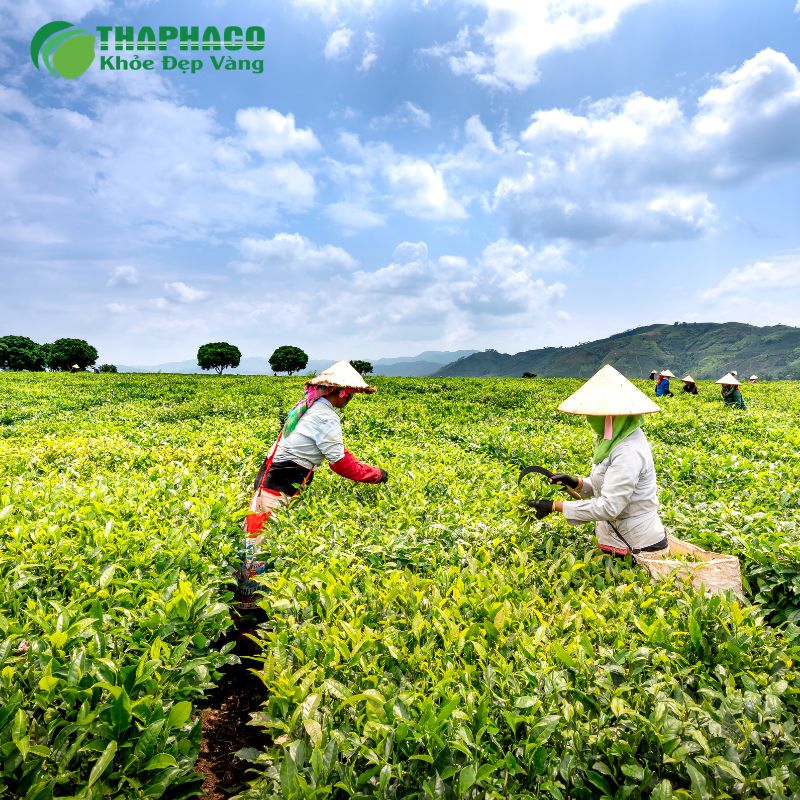 Thaphaco cung cấp dược liệu "sạch", "nguyên chất" hỗ trợ dị ứng xi măng