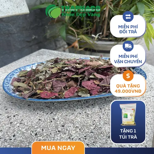 Cây đơn lá đỏ tươi tốt với lá xanh và đỏ