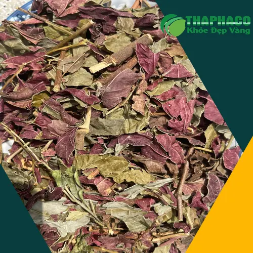 Dược sĩ đang tư vấn về cách dùng lá đơn đỏ