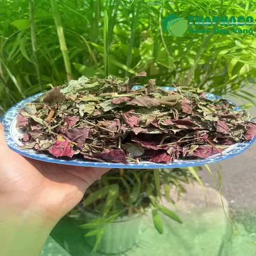 Da phục hồi đáng kể, các vết thương khô lành sau 7 ngày dùng lá đơn đỏ