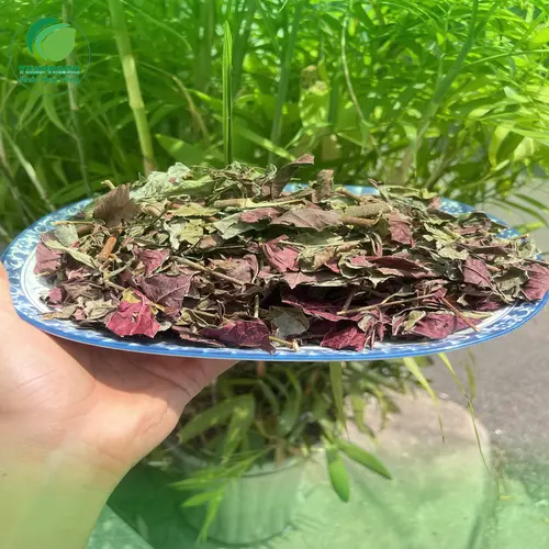 Sản phẩm đơn lá đỏ khô đóng gói tại THAPHACO