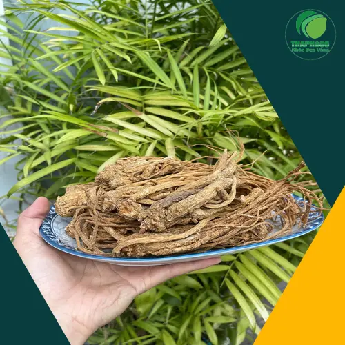Các cách chế biến đương quy hiệu quả
