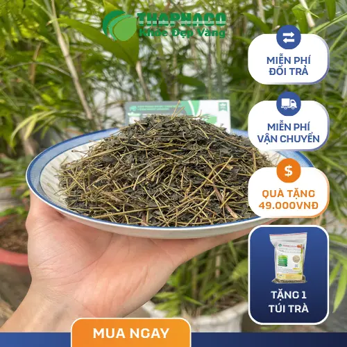 Quy trình sản xuất Giảo Cổ Lam tại THAPHACO
