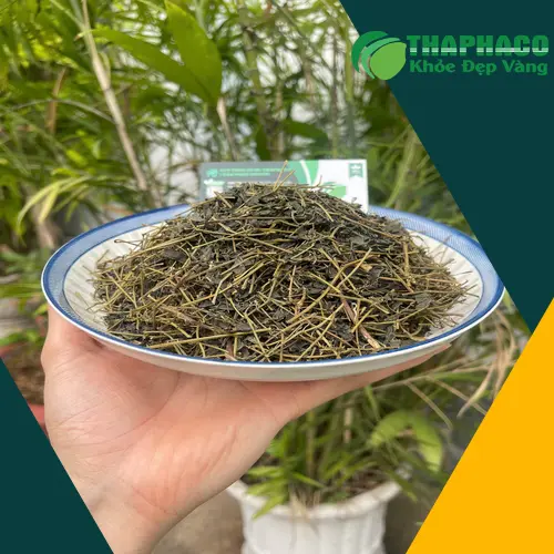 Dược sĩ tư vấn sử dụng Giảo Cổ Lam cho người bệnh gan