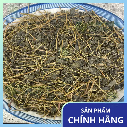 Giảo Cổ Lam ThaphaCo - Giá trị xứng đáng cho sức khỏe
