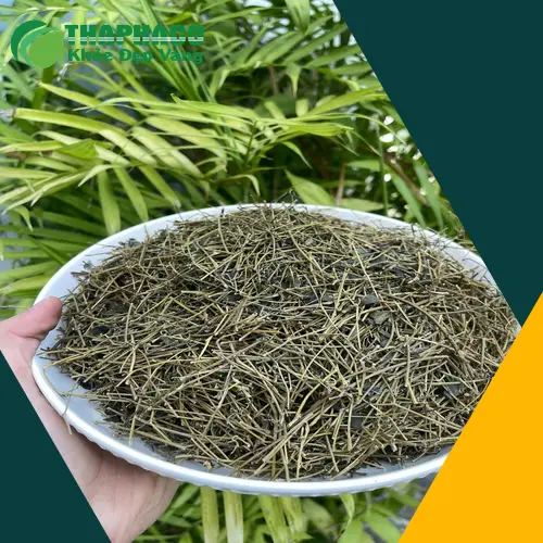 THAPHACO - Đối tác tin cậy cung cấp Giảo Cổ Lam sỉ