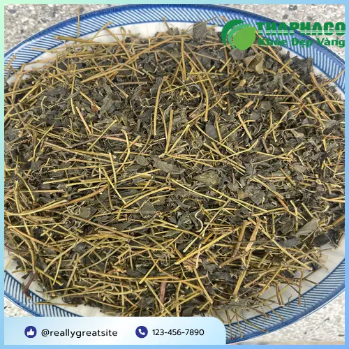 Kho hàng Giảo Cổ Lam sỉ của THAPHACO sẵn sàng phục vụ đối tác