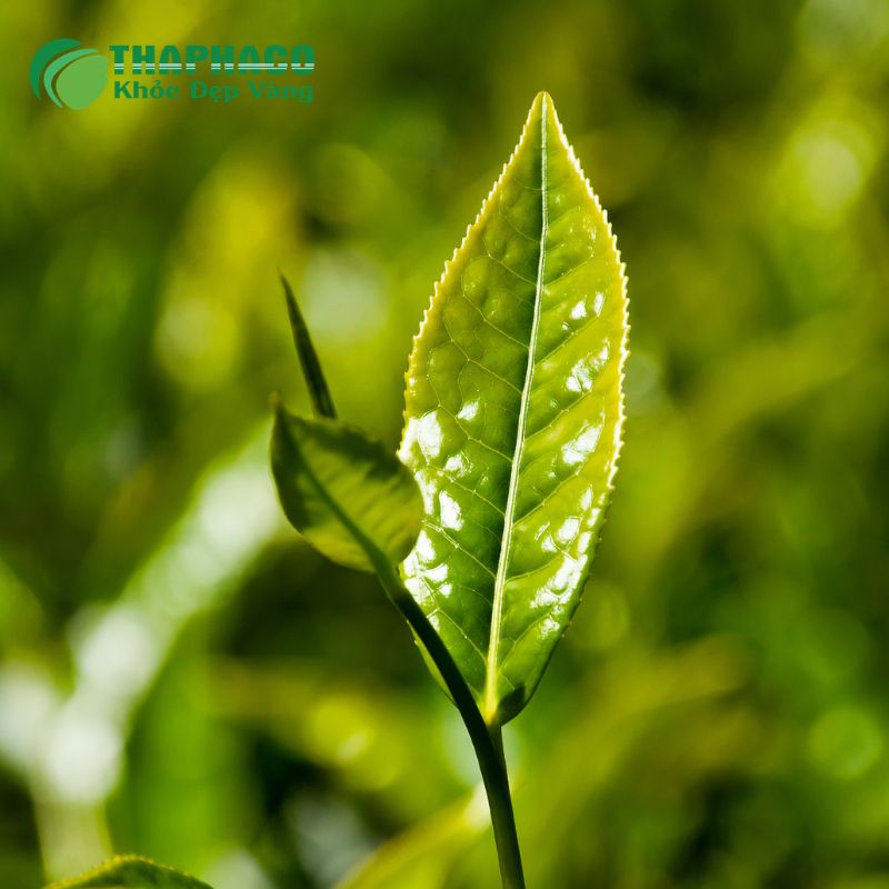 Thaphaco tự hào là đơn vị tiên phong cung cấp dược liệu sạch, nguyên chất, đạt chuẩn chất lượng cao