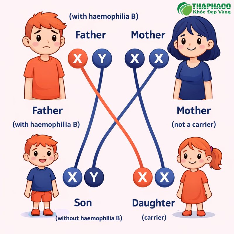 Hemophilia B, hay còn gọi là bệnh máu khó đông loại B, là một rối loạn đông máu di truyền