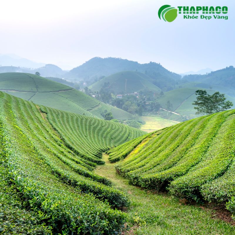 Thaphaco tự hào là thương hiệu dược liệu uy tín hỗ trợ sức khỏe nam giới