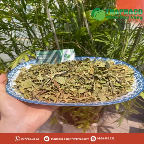 Chuyên gia dược liệu THAPHACO và cây Hoàn Ngọc hỗ trợ tiểu đường