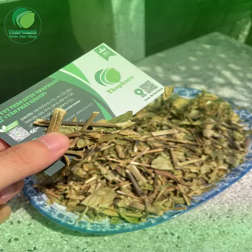 Lá Hoàn Ngọc tươi và khô, chứa nhiều hoạt chất tốt cho sức khỏe