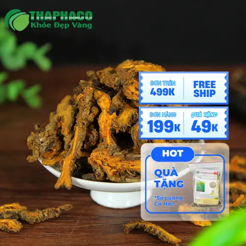 Mặt cắt của hoàng liên nguyên chất hiển thị rõ màu vàng tươi của dược tính
