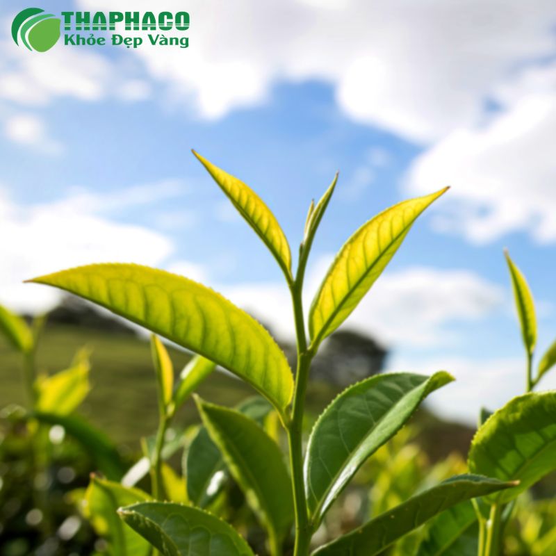 Dược Liệu Thaphaco Sạch, Nguyên Chất Góp Phần Nâng Cao Sức Khỏe Toàn Diện