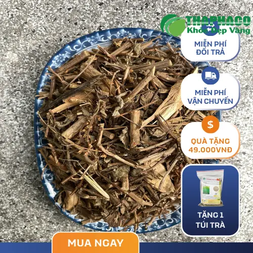Hương nhu khô nguyên chất THAPHACO sau khi thu hoạch