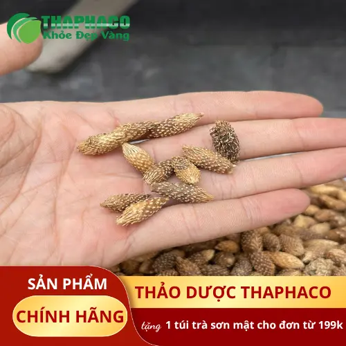 Ké đầu ngựa khô chất lượng cao từ Dược Liệu THAPHACO