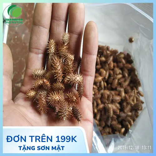 Ké đầu ngựa kết hợp kim ngân hoa trị mụn nhọt