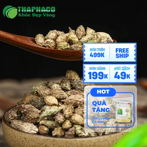 Ké đầu ngựa ngâm rượu giảm đau nhức xương khớp