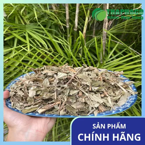 Hình ảnh minh họa Khổ Sâm nguyên liệu thô