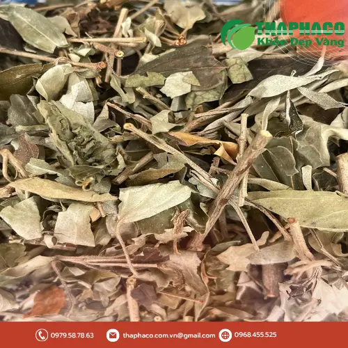 Hình ảnh cây khổ sâm tươi tự nhiên tại Việt Nam