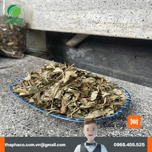 Khổ Sâm đã được sơ chế và cắt lát