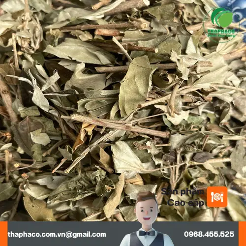Giá sỉ khổ sâm THAPHACO tại TP.HCM