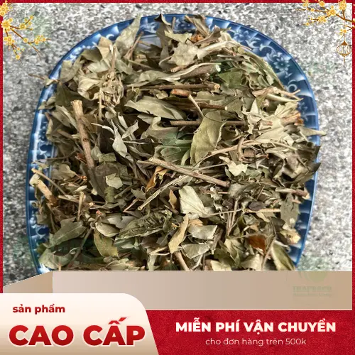 Khổ sâm tươi được thu hoạch và sơ chế kỹ lưỡng