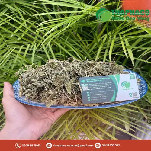 Lá bạc hà tươi xanh, biểu tượng của sức khỏe tiêu hóa