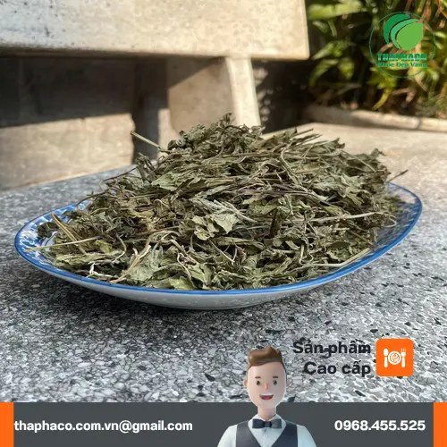 Lá bạc hà tươi xanh tự nhiên với những công dụng tuyệt vời trị cảm cúm