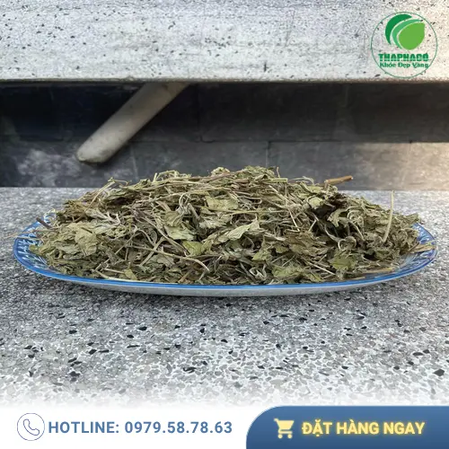 Ưu đãi lá bạc hà khô sỉ THAPHACO