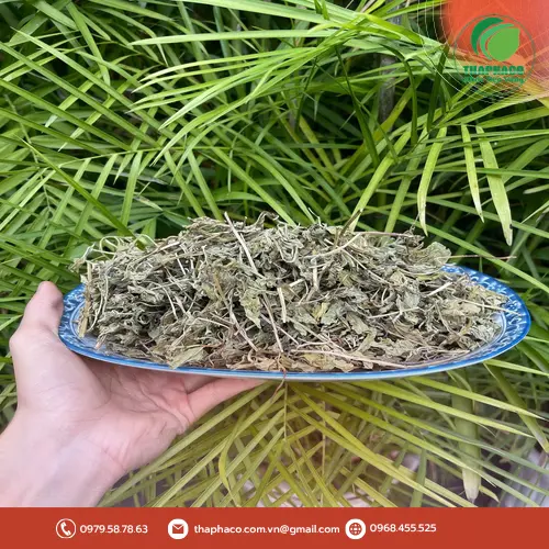 Lá bạc hà có chứa menthol giúp khử mùi hôi miệng
