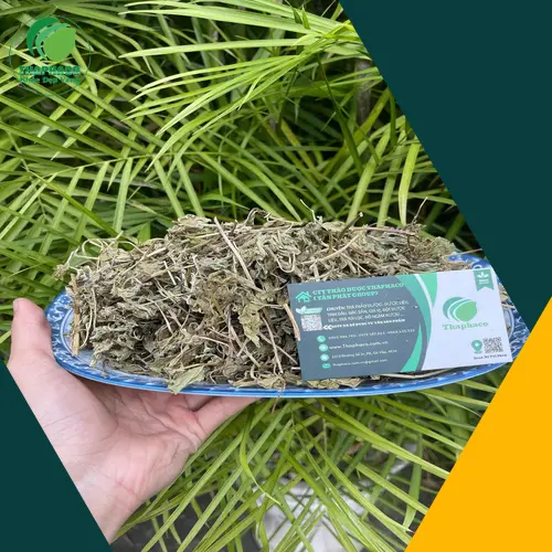 Nhận biết lá bạc hà khô chất lượng