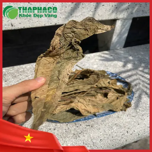 Lá khôi tía tươi và khô, dược liệu chữa đau dạ dày tự nhiên