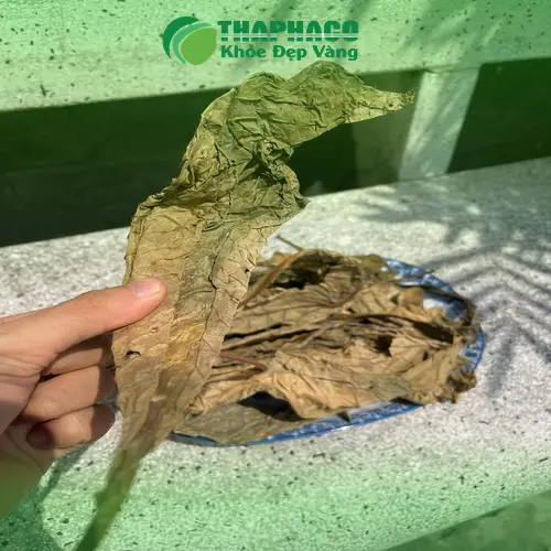 Lá Khôi Tía tươi THAPHACO - Dược liệu hỗ trợ tiêu hóa