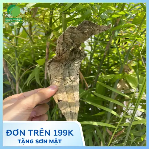 Lá Khôi Tía - Cận cảnh mặt dưới lá màu tím đặc trưng