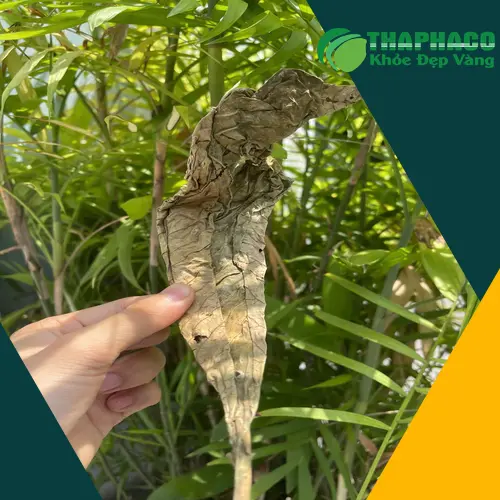 Lá khôi tía khô chất lượng, sạch