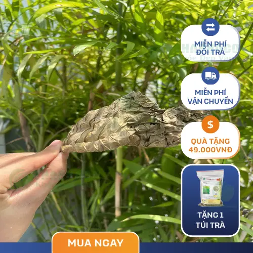 Cách dùng lá khôi tía hiệu quả THAPHACO