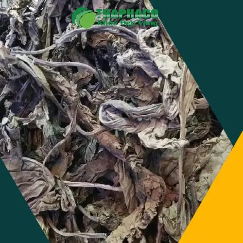 Lá Khôi Tía đã phơi khô - Sản phẩm chất lượng từ THAPHACO