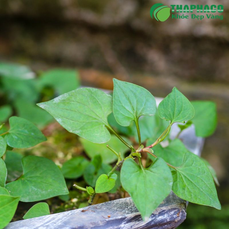Thaphaco là thương hiệu dược liệu uy tín, cam kết cung cấp sản phẩm 'Sạch, Nguyên chất, Hiệu quả'